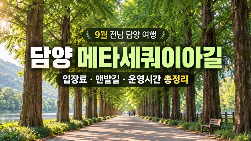 [담양 메타세쿼이아길] 9월 담양 여행 추천, 입장료·운영시간·맨발길 완벽 가이드