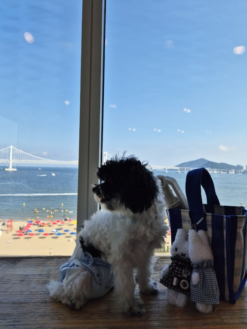 광안리 애견카페 | 광안리 카페 | 통창 애견카페 | 광안리 도그민카페 다녀왔어요.(솔직한 마....