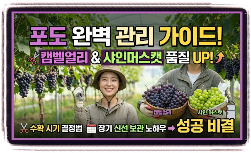 포도 수확시기부터 보관까지, 캠벨얼리·샤인머스캣 품질 높이는 관리법