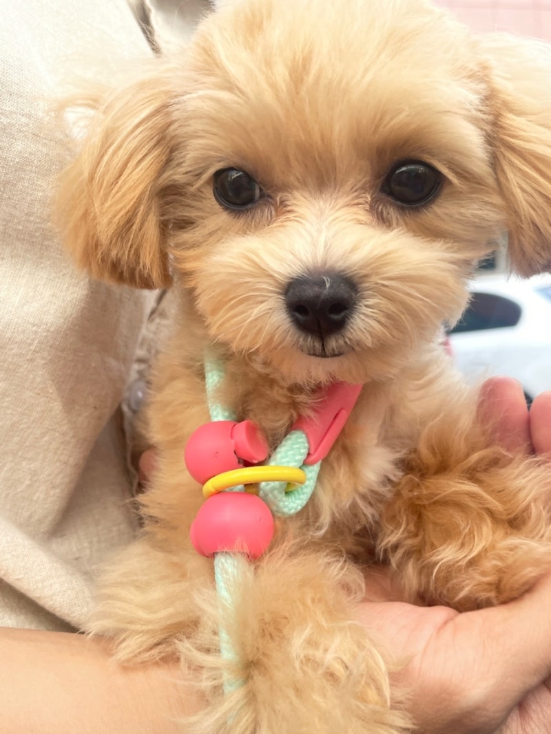강아지 사료 추천 퍼피·소형견 사료 오리젠 마린피쉬 vs 몬지 모노프로틴