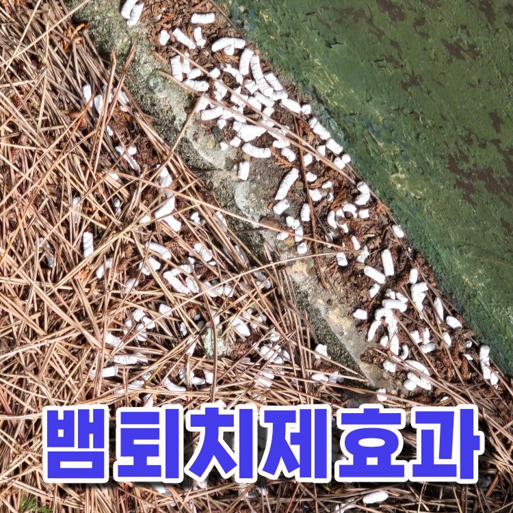 지네 뱀먹이 뱀퇴치방법 및 뱀이 싫어하는것