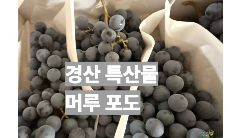 경산 특산물 머루포도 산지 직송 구매 가능 팁 및 수확 시기 효능 보관법 (2026년 추석 선물)