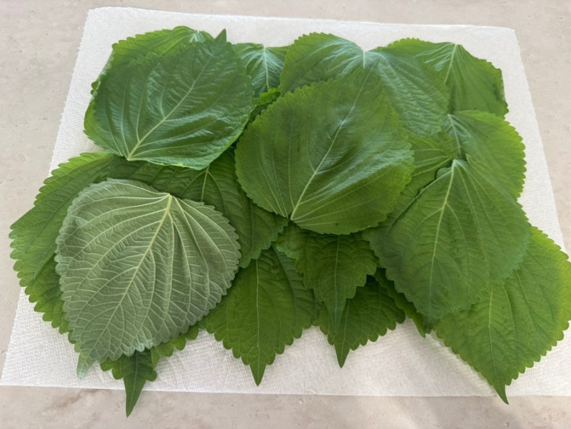 깻잎 보관법, 일주일이 아니라 2주까지 싱싱하게 깻잎 오래보관 방법