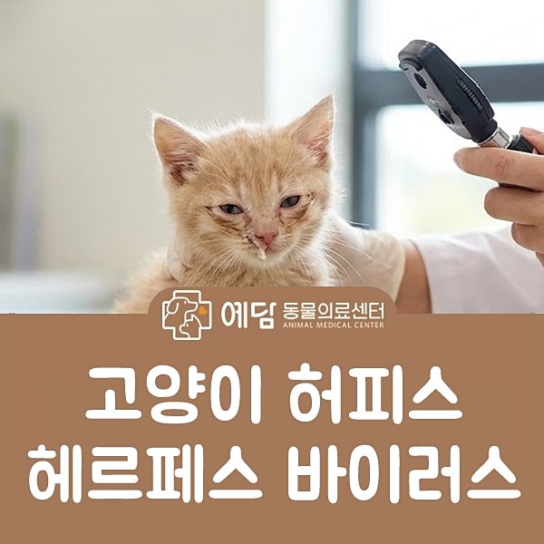 고양이 허피스 바이러스 증상과 아기고양이 전염 치료에 쓰이는 약 정리
