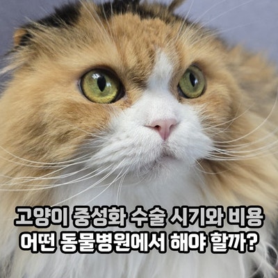 고양이 중성화 수술 시기와 비용, 어떤 동물병원에서 해야 할까?