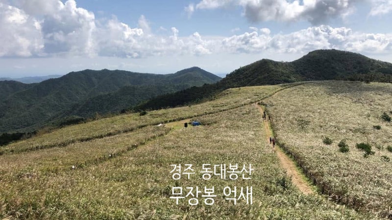 억새 능선 품은 해발 624m 명산 경주 동대봉산 무장봉 억새 트레킹 코스 왕복 왕복 8.5km