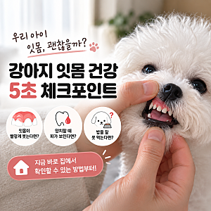 강아지 잇몸에서 피가 난다면, 병원부터 가야 할까요?