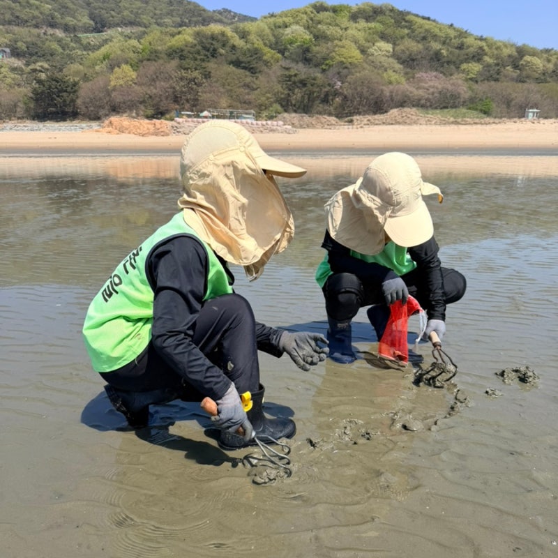 인천 무의도 하나개해수욕장 갯벌체험 총 정리(물때,입장료,해감법)