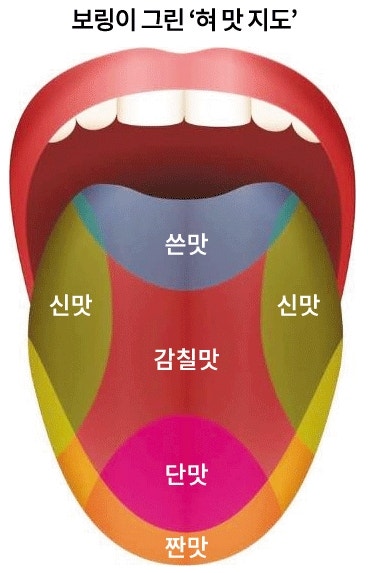 [잘못알고있는 상식] 혀의 맛지도는 실제와 다르다···혀는 전체로 모든맛을 느낄 수 있다
