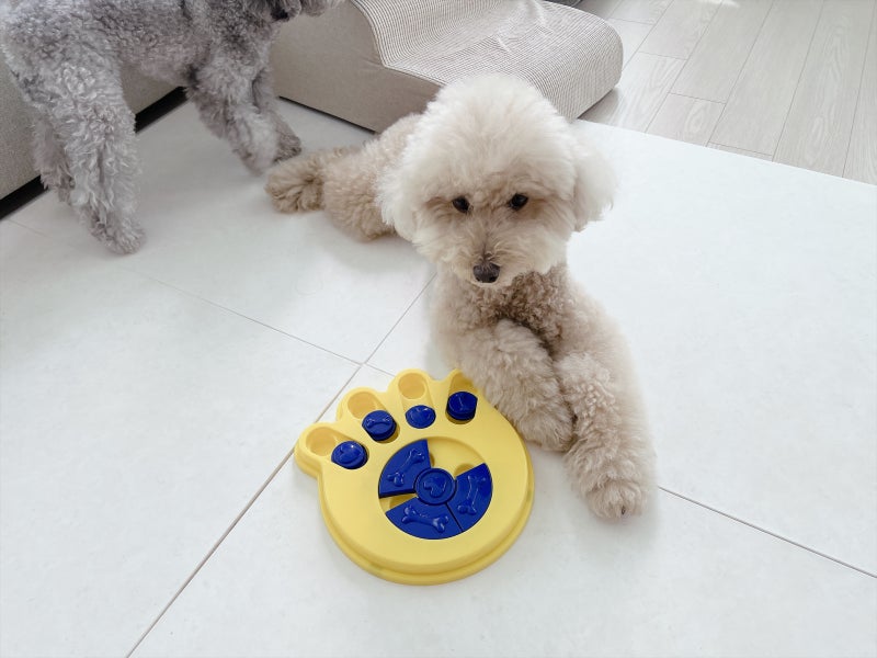 강아지꿈 개꿈 해몽 상황별 길몽 8가지