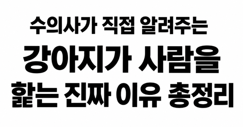 수의사가 직접 알려주는 강아지가 사람을 핥는 진짜 이유 총정리