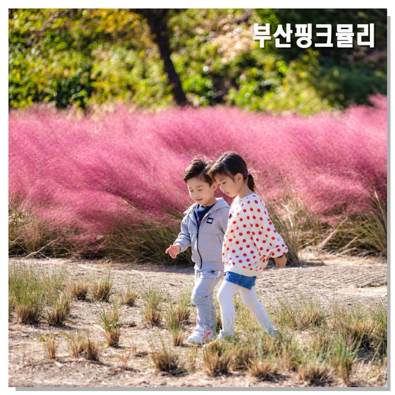부산 핑크뮬리 명소 개화시기, 대저 생태공원