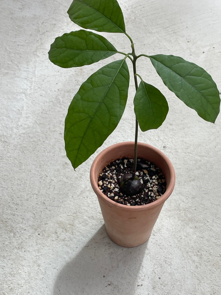 [Plant] 아보카도 키우기 도전