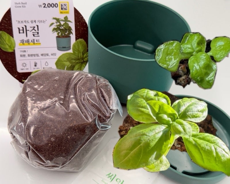 다이소 바질 씨앗 키우기 7개중 2개 발아 망한듯