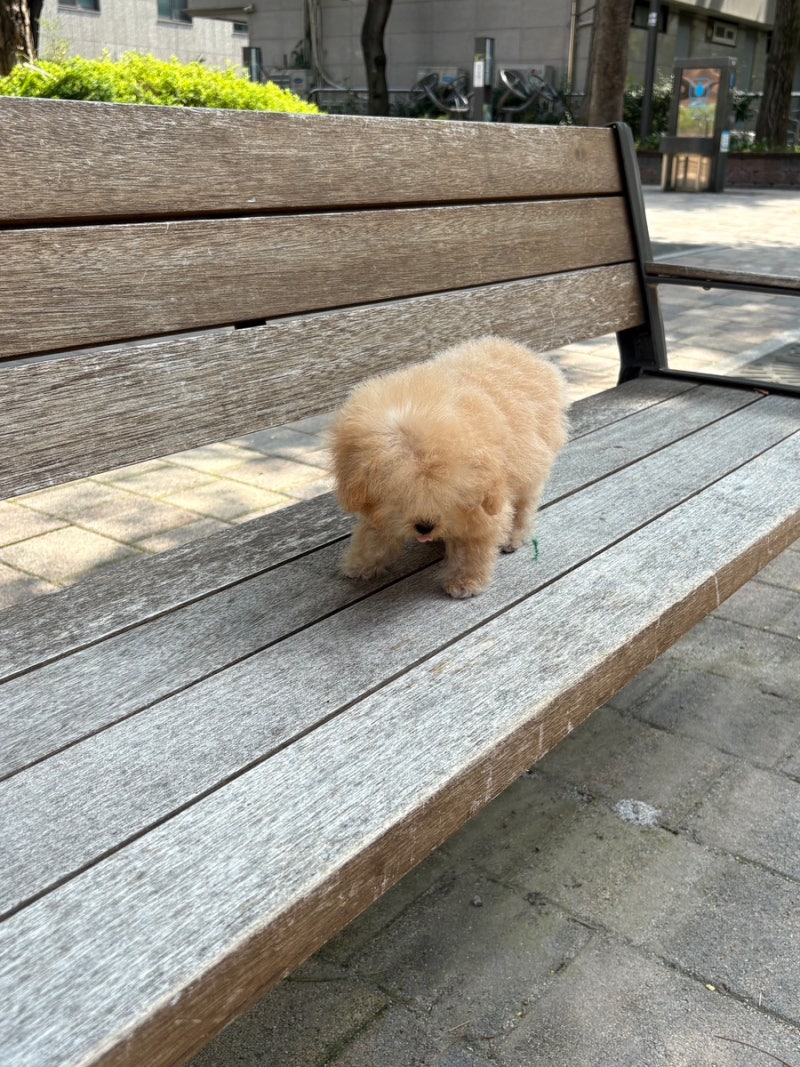 강아지가 발을 핥는 이유 7가지