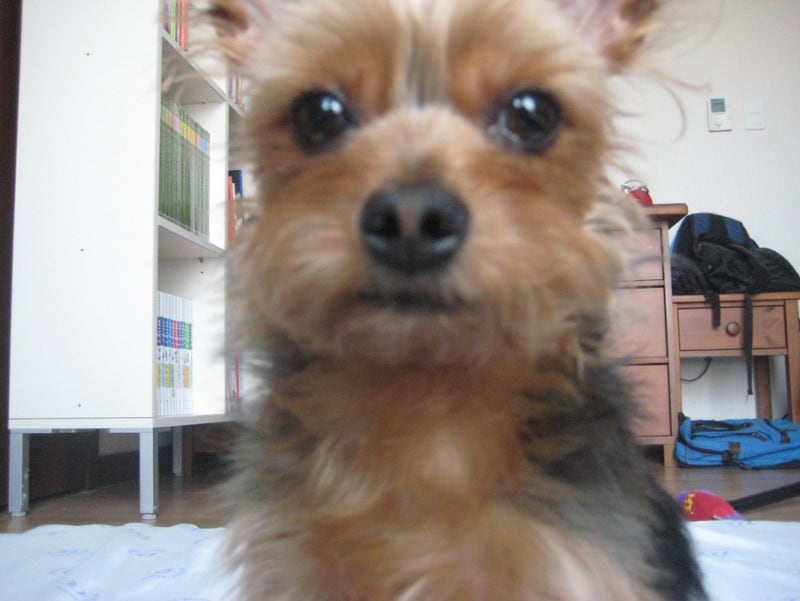 캐논 ixus75