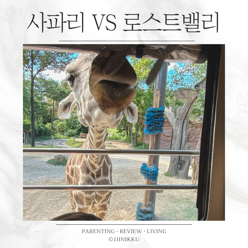에버랜드 사파리 로스트밸리 비교 좌석 대기시간 후기