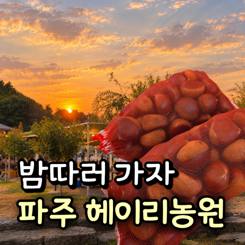 파주 밤따기 체험 헤이리농원｜추석 가족 나들이 팜크닉 후기