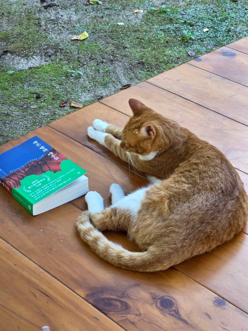 Playing Alone | Myojeoksa Temple Stay: 2-Day Relaxing Program Booking, What to Bring, Things to Know Before You Go - Part 1 -