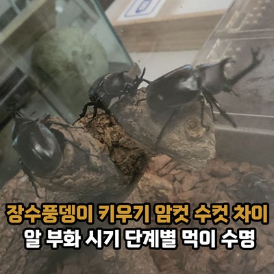 장수풍뎅이 키우기 암컷 수컷 차이, 유충 애벌레 성충 알 부화 시기와 성장 단계별 먹이 수명....