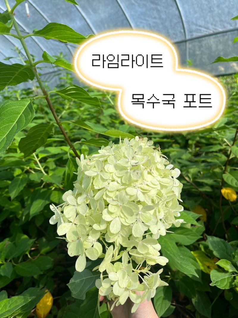 26년9월 라임라이트목수국 포트 정가네농원