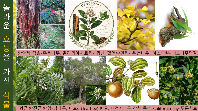 창세기 1장 11절- 식물의 창조