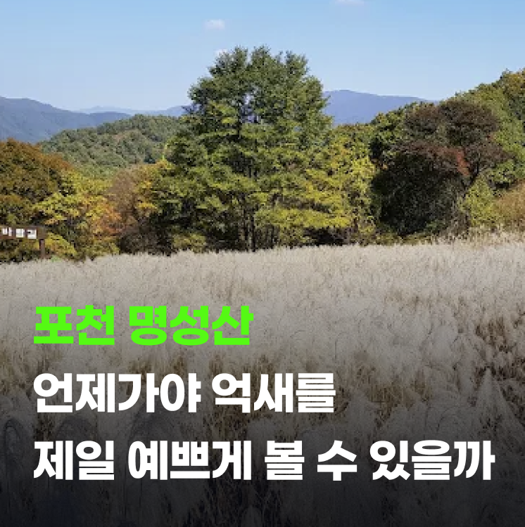 포천 명성산 억새축제 2026 일정과 억새 절정 시기 총정리