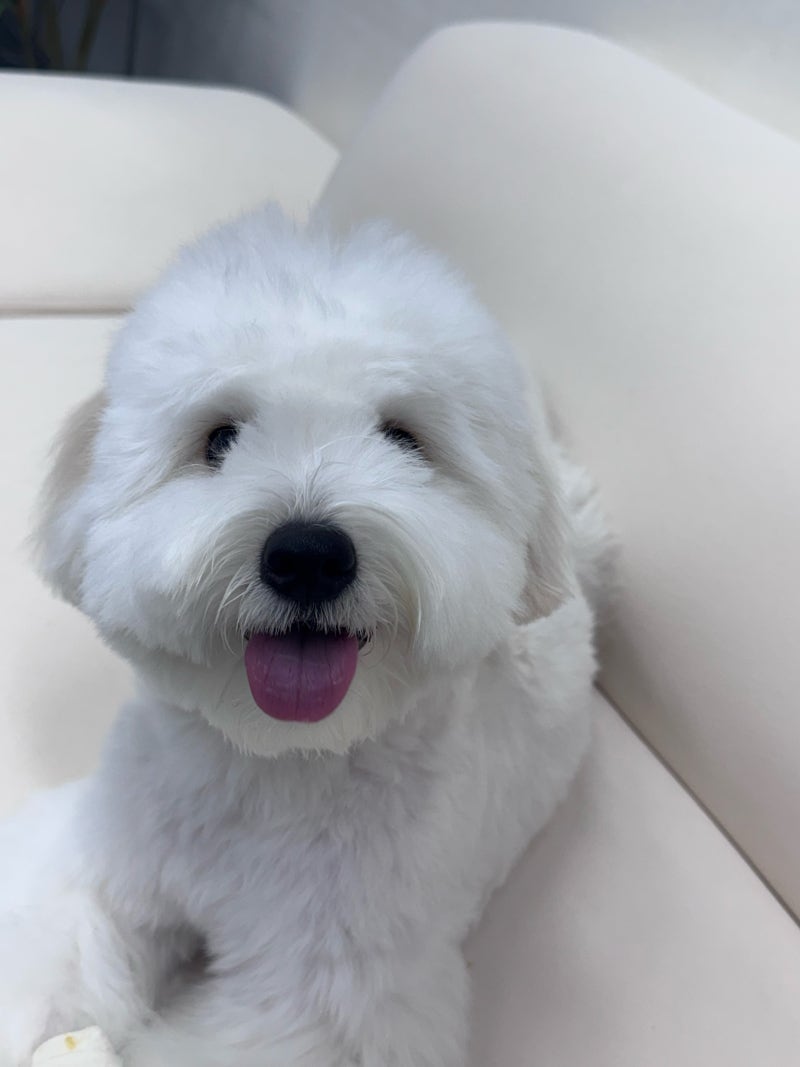 강아지 광견병 예방접종 왜 필요할까? 접종 시기와 주의사항