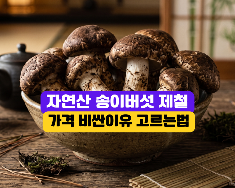 자연산 송이버섯 제철 시기와 1kg가격! 비싼 이유와 좋은 송이 특품 고르는 법