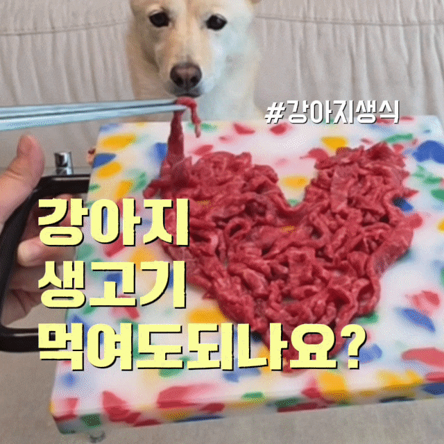 강아지 생고기(육회/육사시미)먹어도 되나요? 입양 2주년 진도믹스 한우 2++ 육사시미 특식 후....