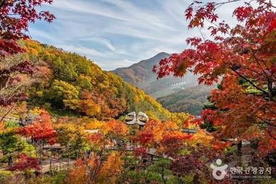 [화담숲 예약 방법] 100% 사전 예약 실패 없는 꿀팁부터 모노레일 예매 총정리!
