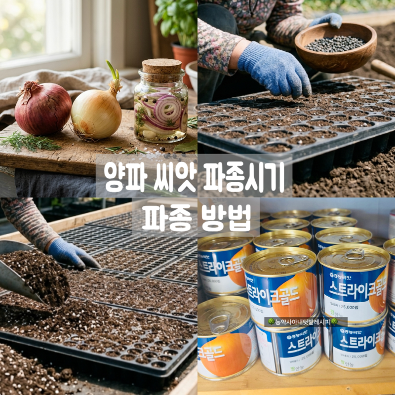 양파 모종 사지 마세요! 양파 씨앗 파종시기부터 심는방법 총정리 (인기 양파 씨앗 추천 & 양....