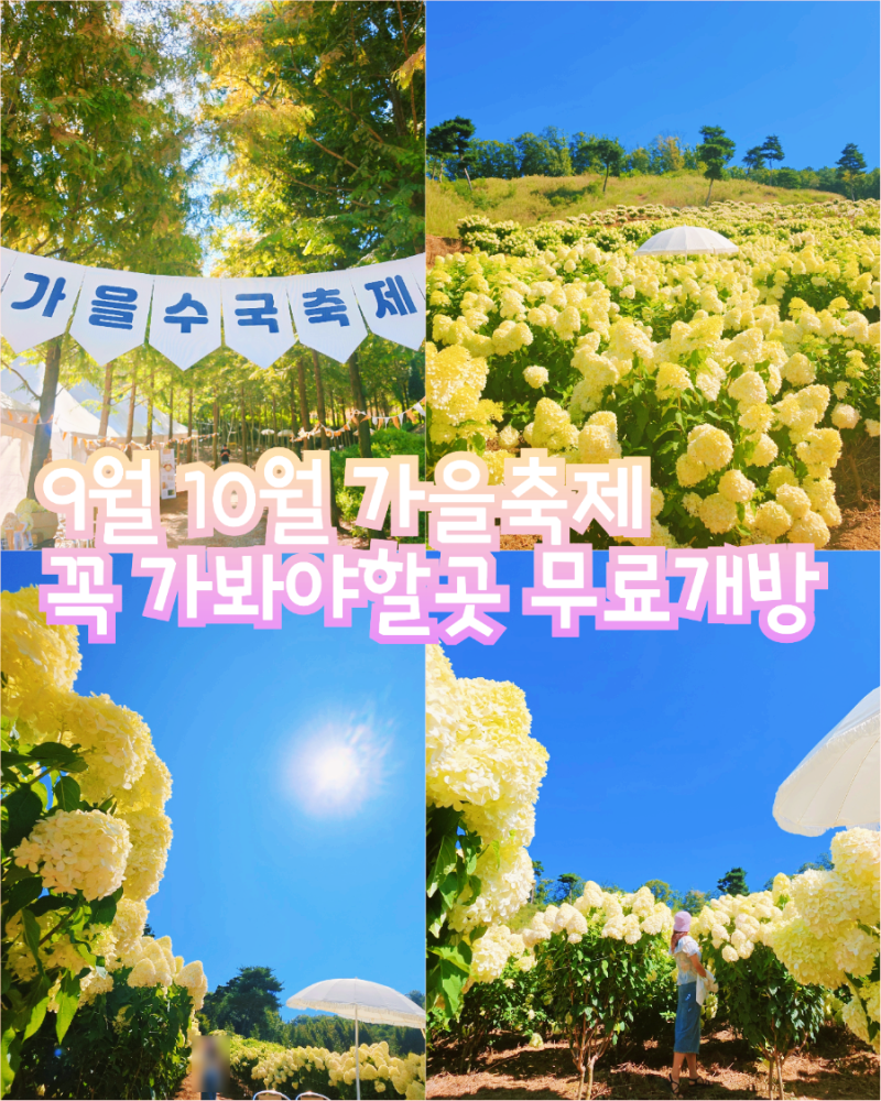 9월 10월 경기도 꽃축제 일정 안성 가을축제 꽃구경 가볼만한곳 용설구월의유럽수국 축제 실....