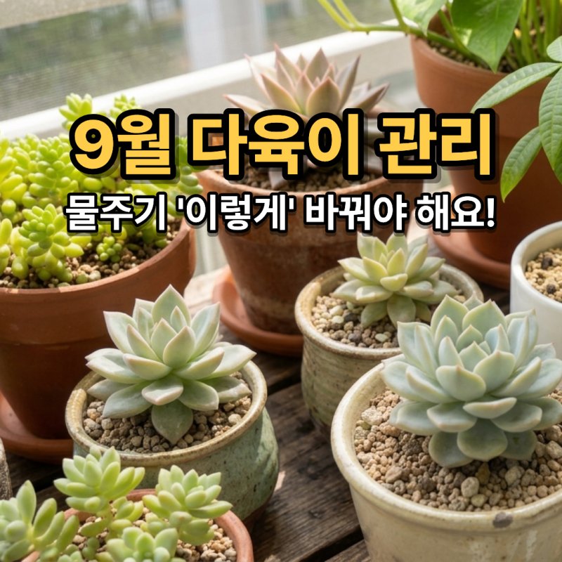다육이 키우는 법, 9월부터 물주기 이렇게 바꿔야 합니다