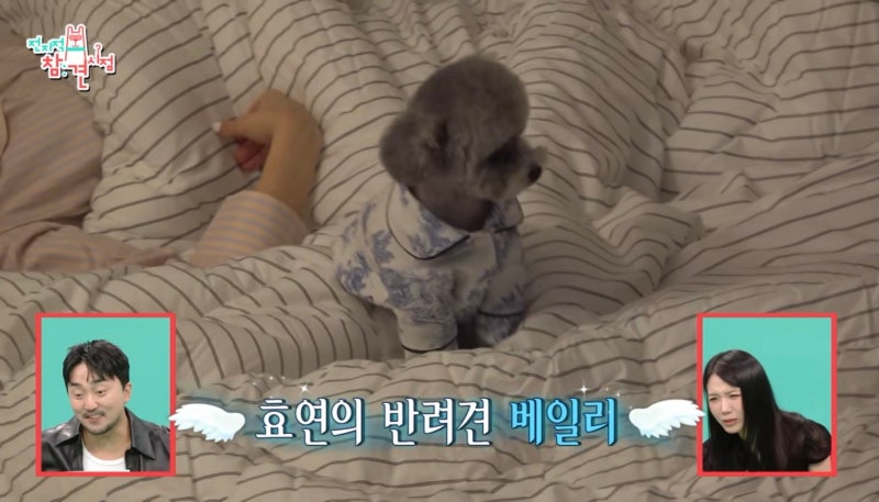 전참시 효연 강아지 잠옷 '르세이지 웨어 뜨왈드주이 펫 파자마' 솔직 후기
