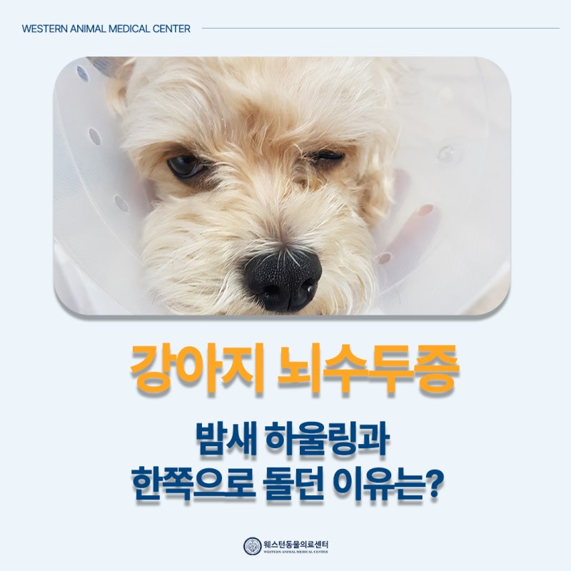 강아지 뇌수두증, 밤새 하울링하고 한쪽으로 돌던 이유는?