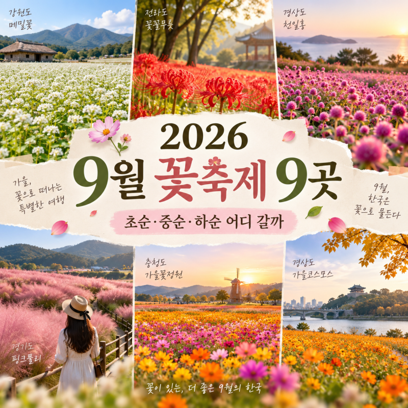 2026 9월 꽃축제 어디 갈까? 평창 메밀꽃부터 꽃무릇·천일홍까지 9곳 날짜별 정리