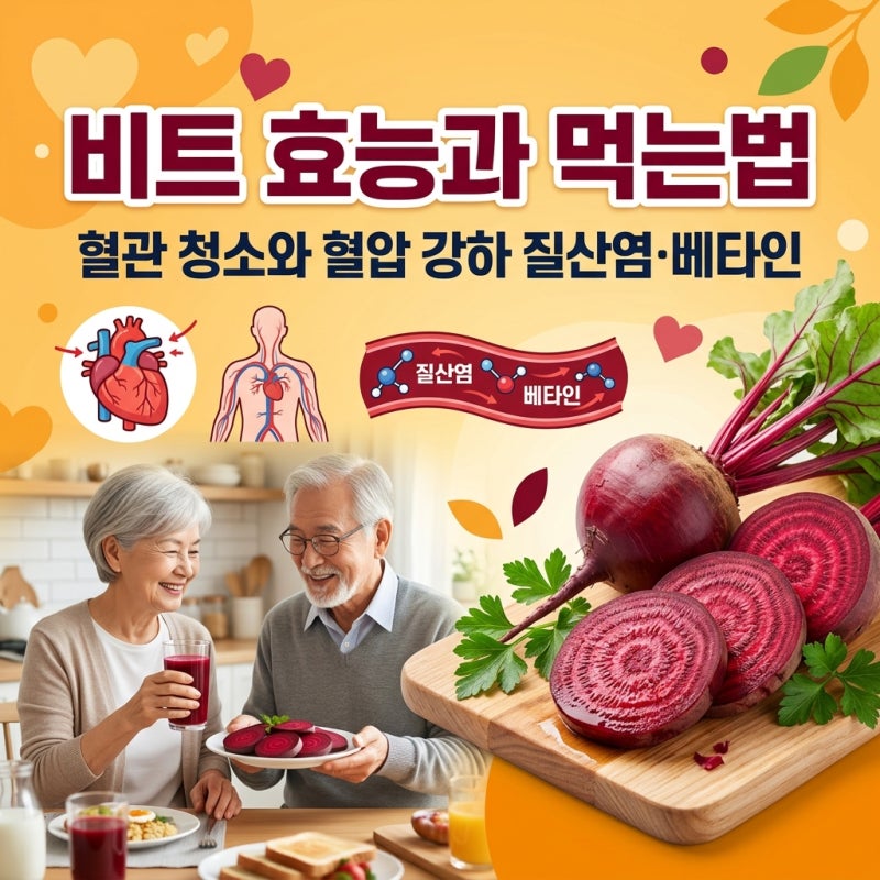 비트 효능과 먹는법, 시니어 고혈압 혈관 확장과 동맥경화 예방 기전(질산염·베타인) 및 칼....
