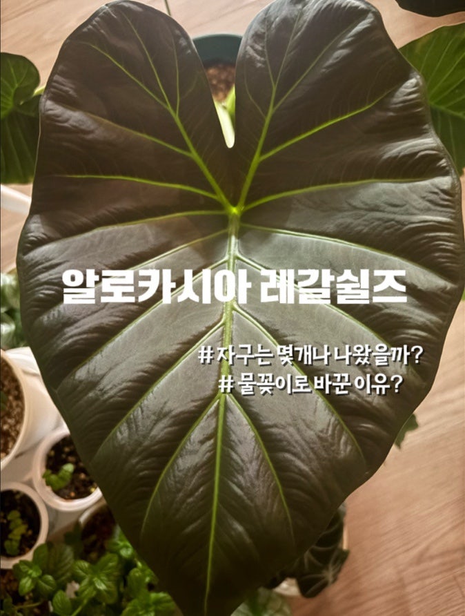 알로카시아 레갈쉴즈 분갈이 대참사? 과습 뿌리 살리기(물꽂이)와 자구 득템한 후기