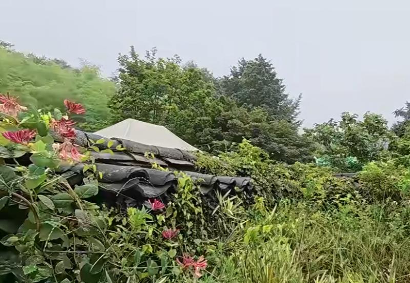 “윤택 유튜브 보고 알게 된 그곳”보령 석화촌, 직접 키운 방풍으로 차린 시골밥상