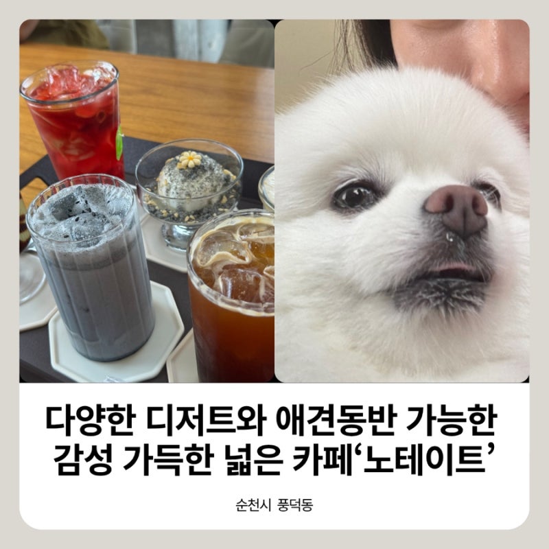순천 애견동반 카페, 가족과 강아지 함께 다녀온 넓은 카페 [노테이트]