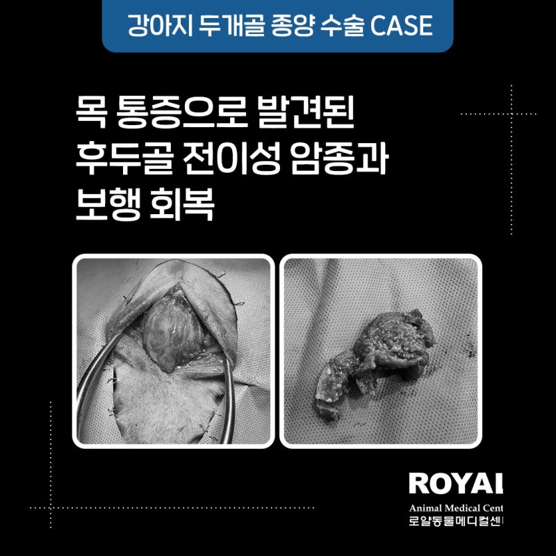 강아지 두개골 종양 수술 사례, 후두골 전이성 암종과 보행 회복