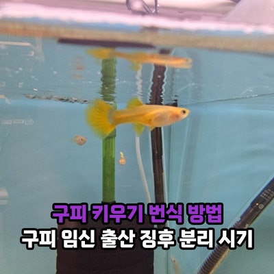 구피 키우기 번식 방법, 열대어 구피 임신 기간 출산 임박 징후 구피새끼 분리 시기 치어 키....