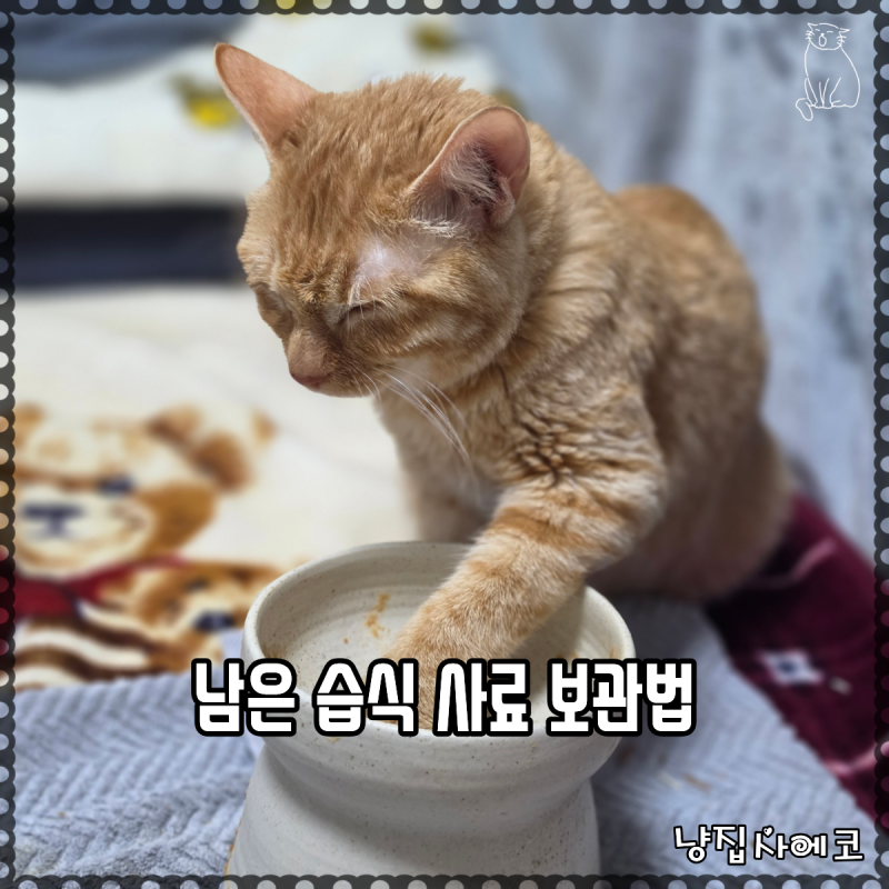 고양이 습식캔 남은 것 보관법과 찬 기운 빼는 꿀팁