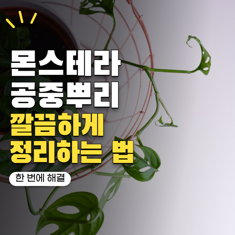 "몬스테라 공중뿌리 지저분하다고 싹둑?" 죽이지 않고 깔끔하게 정리하는 5가지
