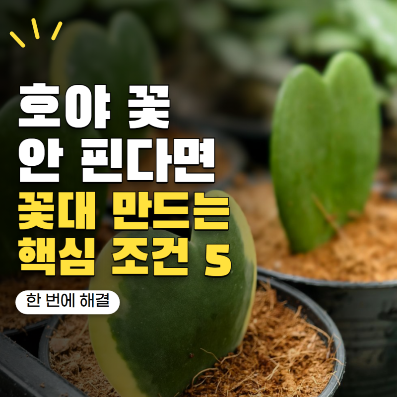 호야 키우기 꽃이 안 핀다면? 꽃대 만드는 조건 5가지