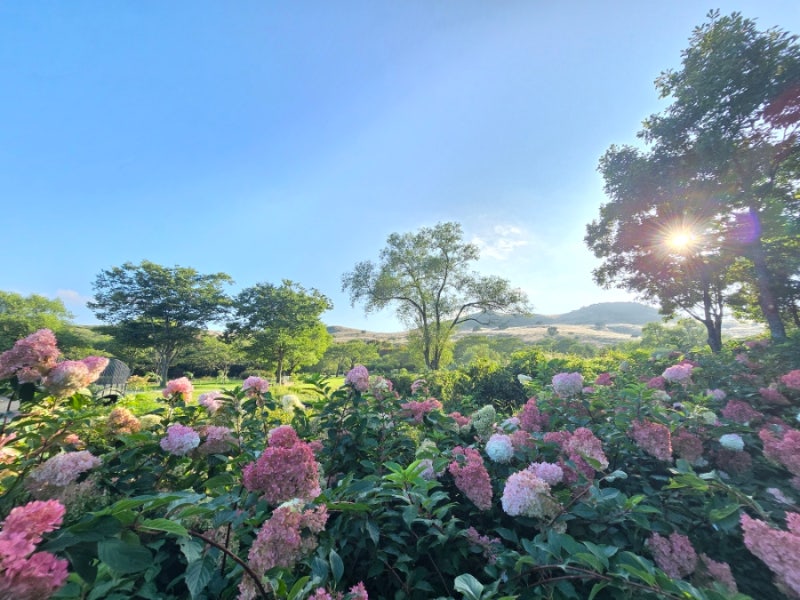 황매산 목수국 정원과 억새