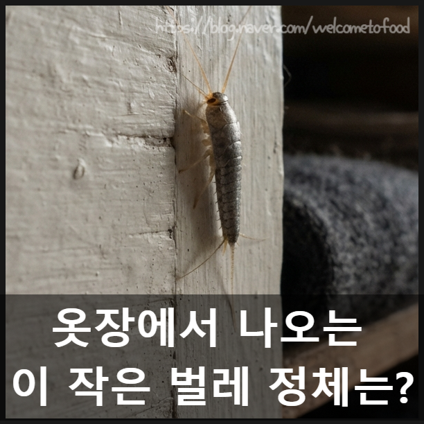 좀벌레 퇴치 방법, 생기는 이유와 없애는 법 총정리
