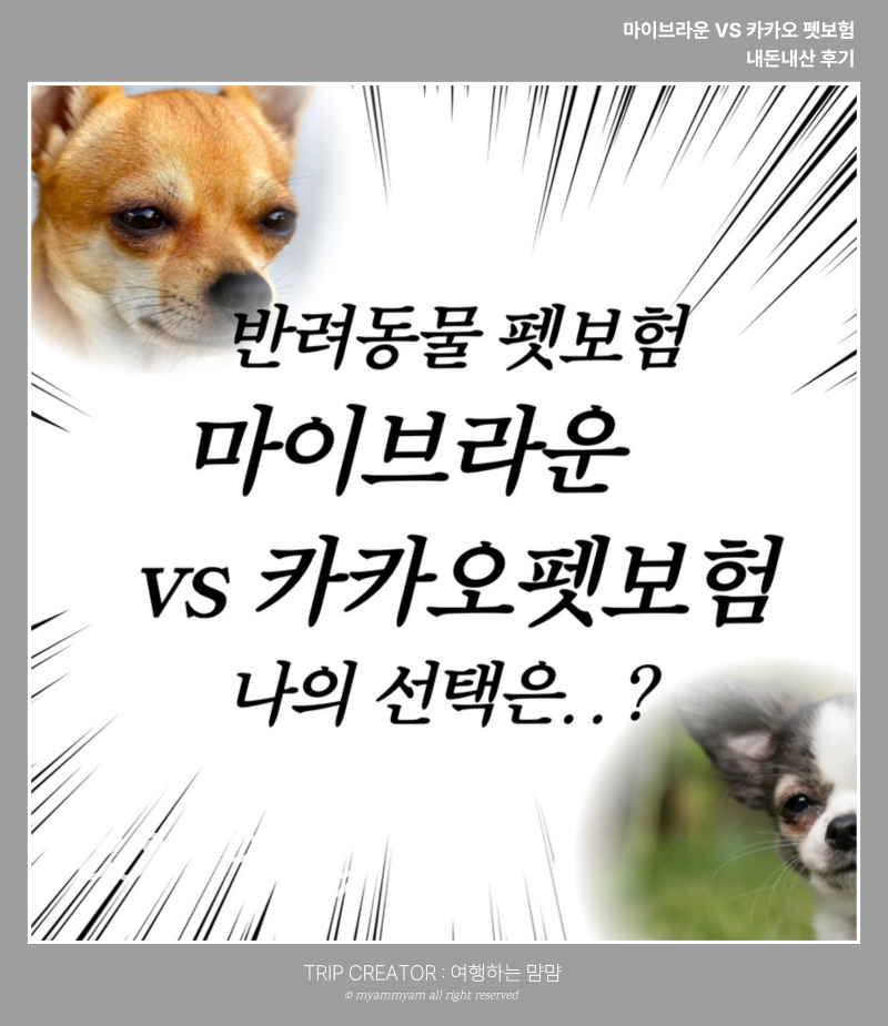 고양이 펫 보험 마이브라운 vs 카카오펫보험 내돈내산 선택은?