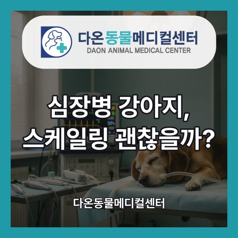 심장병 있는 강아지, 스케일링 마취 괜찮을까? | 하남시 심장 특화 동물병원